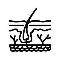 Strengthens <br/>  Roots